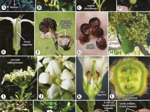 apium