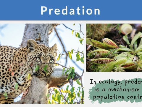predator