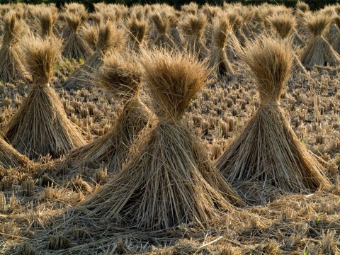 straw