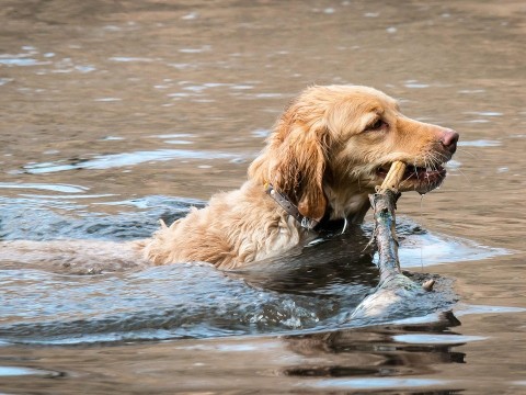 retrieve