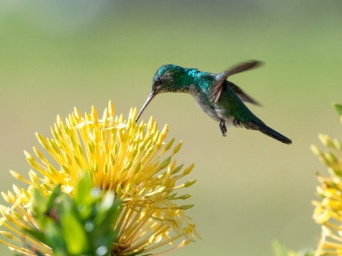 hover
