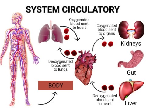 circulation