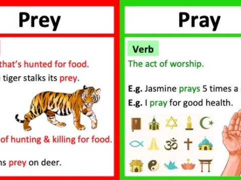 prey