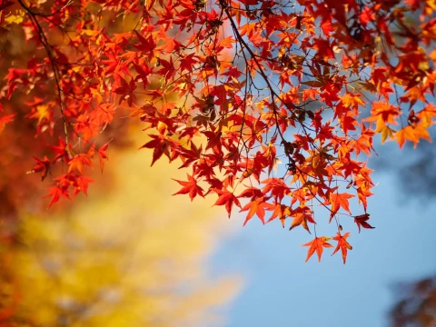 maple