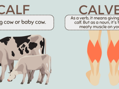 calf