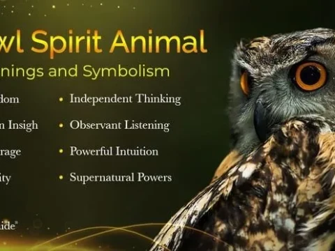 owl