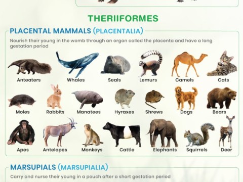 mammal