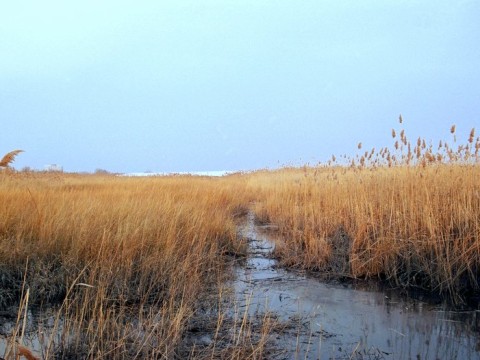marsh