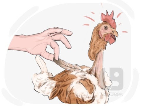 pluck