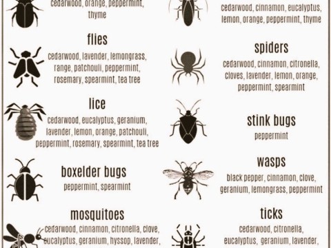 tick