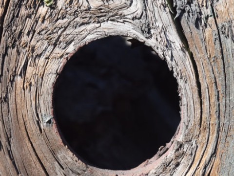 hollow