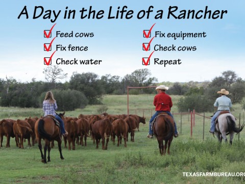 rancher