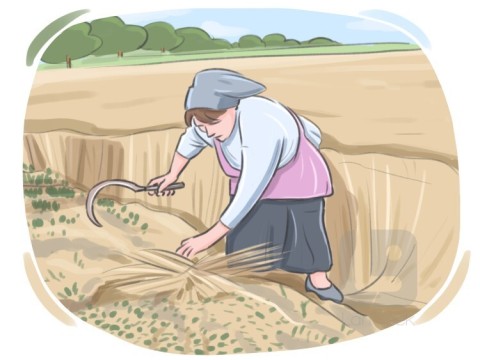 reap