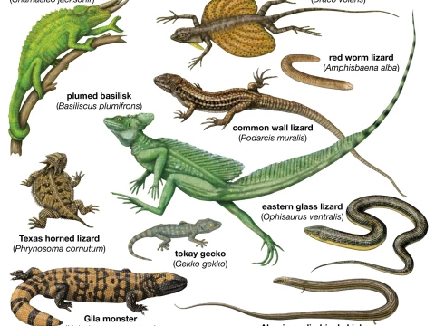 lizard