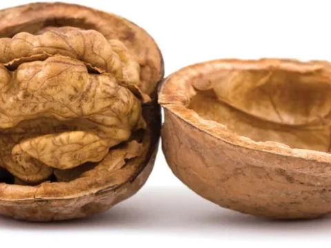 walnut