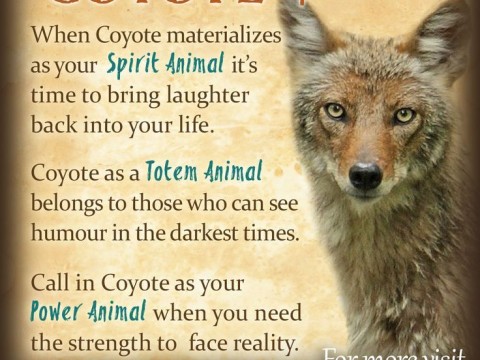 coyote