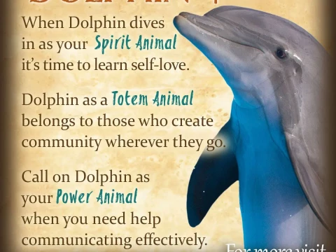dolphin