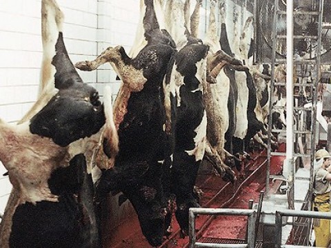 slaughter