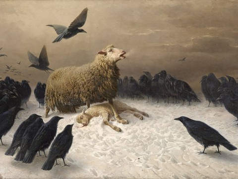 anguish