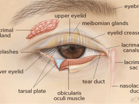 eyelid