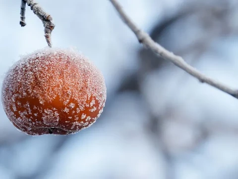 frost