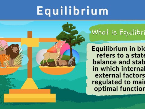 equilibrium