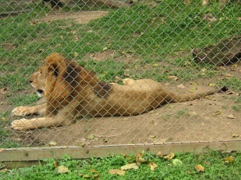 captive