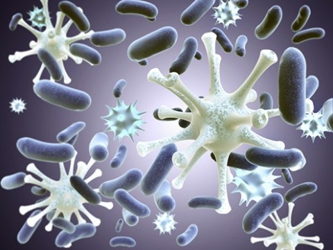 germ