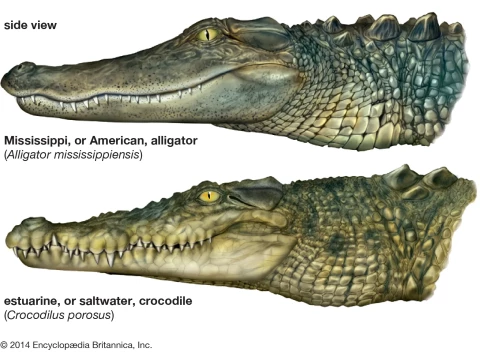 alligator