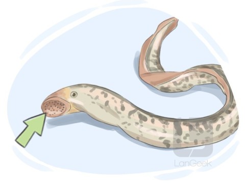 sucker