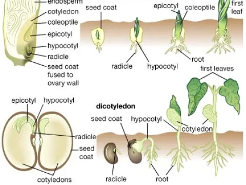 seedling