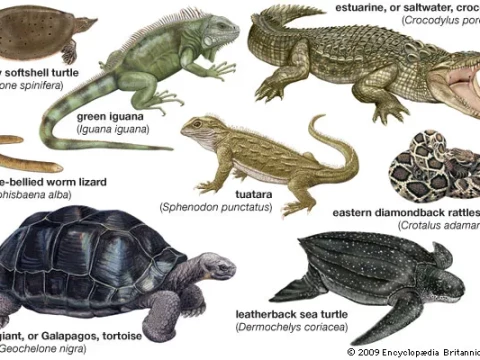 reptile