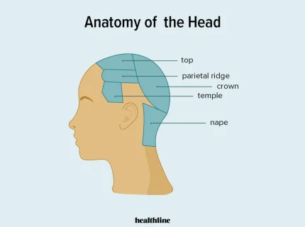 head