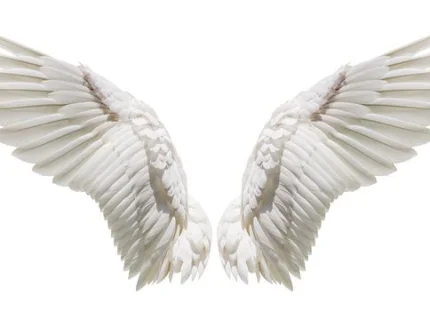 wing
