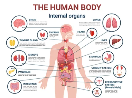physiology