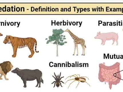 predatory