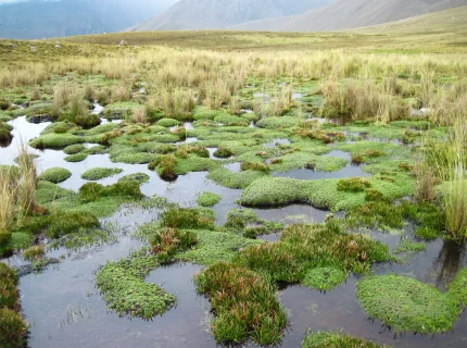 bog