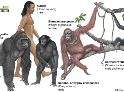 primate