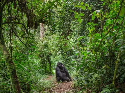 rainforest