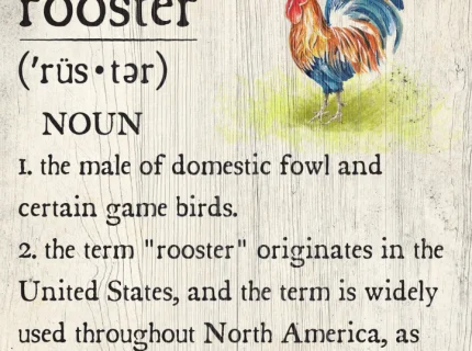 rooster