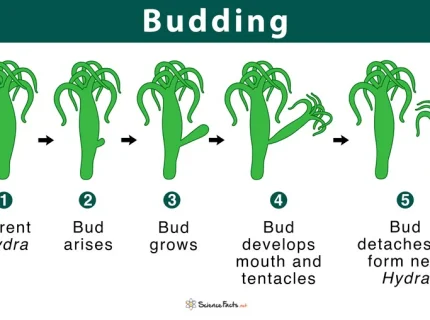 budding
