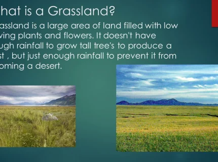 grassland