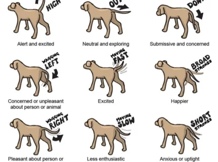 wag