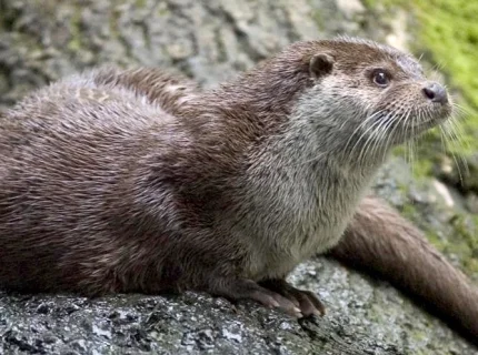 otter
