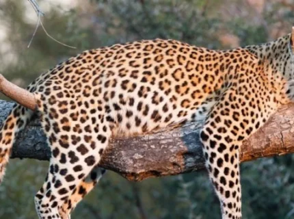 leopard