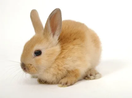 bunny