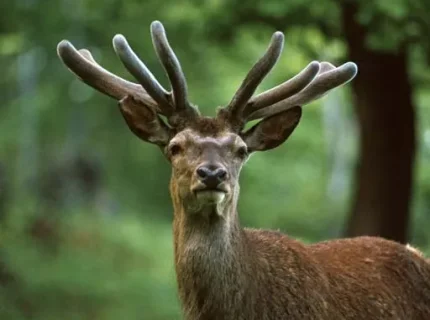 antler