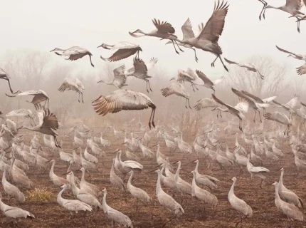 migratory