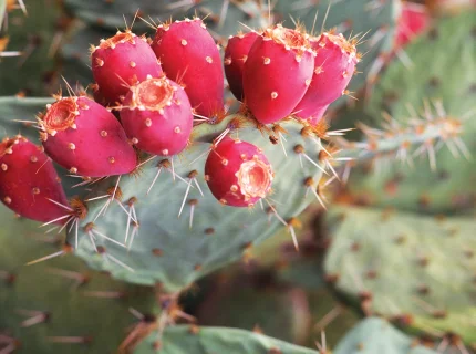 prickly