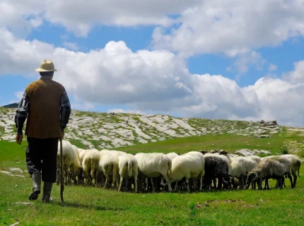 grazing